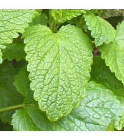 Lemon Balm Hydrosol (CANADA)