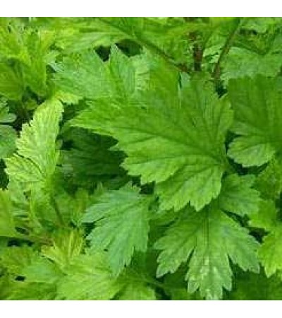 H2O Mugwort Essential Oil (Morocco)