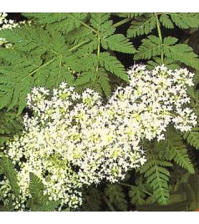 H2O Myrrh Essential Oil 