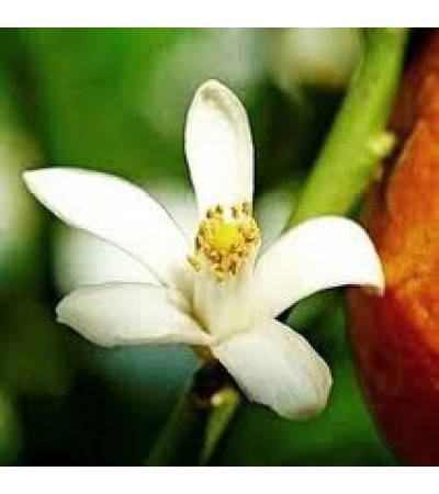Neroli Essential Oil (Wild Crafted)
