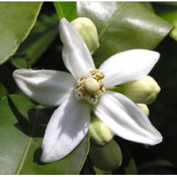 Linan Spray Neroli