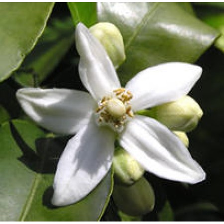 Linan Spray Neroli
