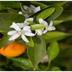 Neroli Essential Oil (Egypt)