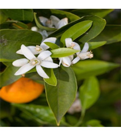 Neroli Essential Oil (Egypt)