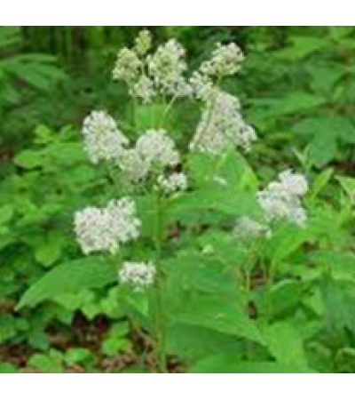 RED ROOT (JERSEY TEA)