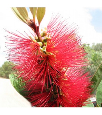 Niaouli Essential Oil