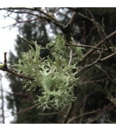OAKMOSS CUT & SIFTED