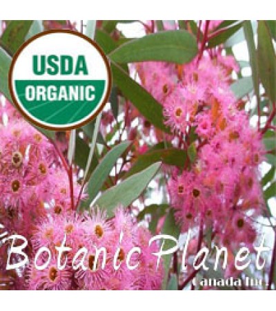 Eucalyptus Essential Oil Red ORGANIC