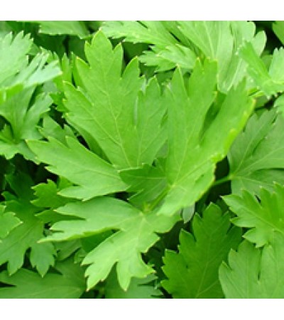 Parsley Essential Oil (INDIA)