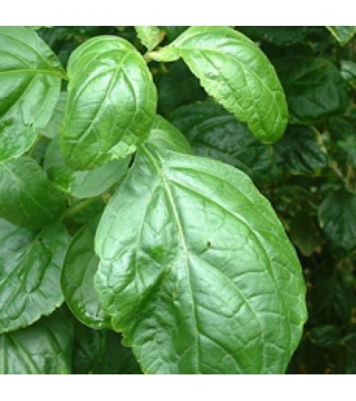 Patchouli Dark Essential Oil organic