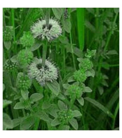 Pennyroyal Essential Oil organic