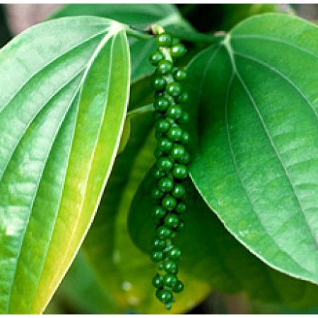 Black Pepper Essential Oil (India)