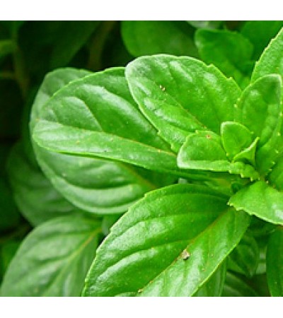 Peppermint Essential Oil (INDIA)