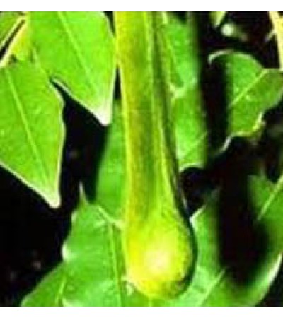 Peru Balsam Essential Oil