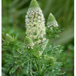 Reseda Absolute