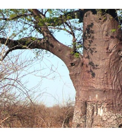 Rosewood Natural Essential Oil