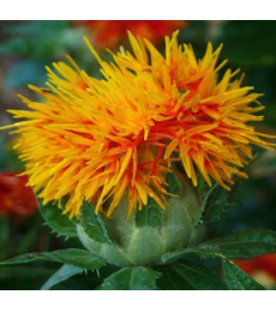 SAFFRON AMERICAN WHOLE