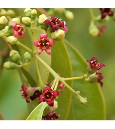 Sandalwood Mysore 5%