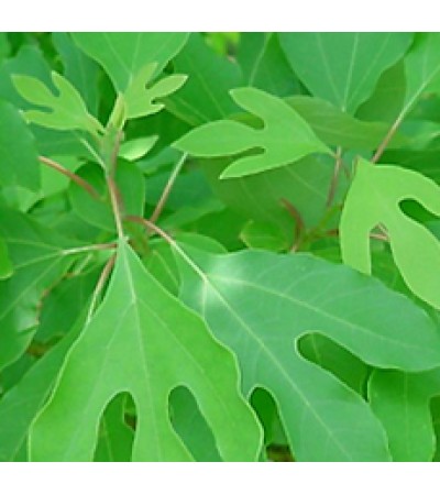 SASSAFRAS LEAVES CUT AND SIFTED