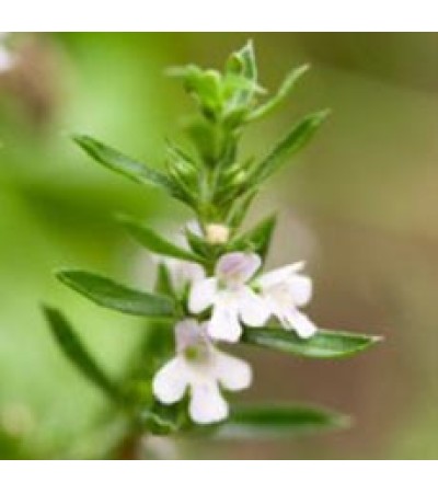 Savory Winter Essential Oil (France)