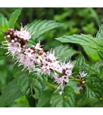 Spearmint Essential Oil