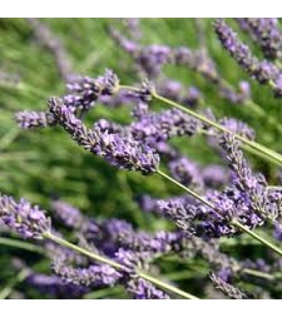 H2O Lavender Spike Essential Oil