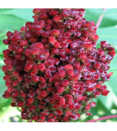 SUMAC BERRY WHOLE