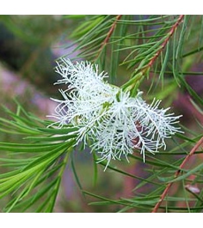 Tea tree Essential Oil