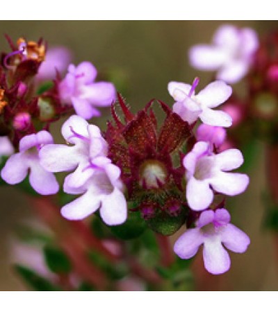 Thyme Red Essential Oil
