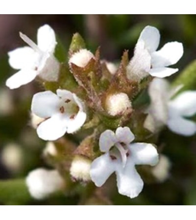 Thyme White Essential Oil