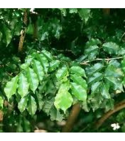 Tolu Balsam Essential Oil