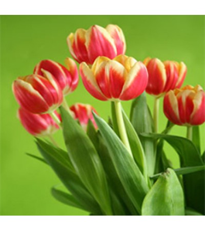 Tulip Absolute Oil
