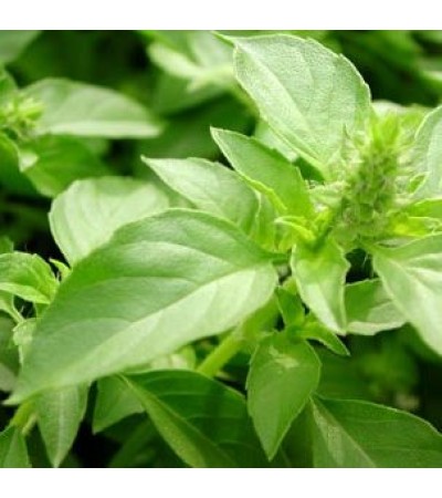 Tulsi Powder Hair Wash