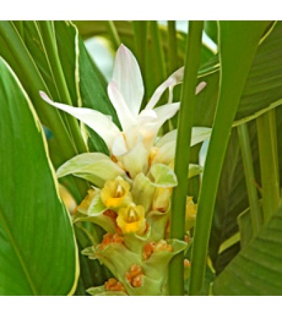 Turmeric Essential Oil