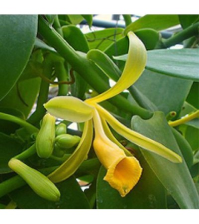 Vanilla Essential Oil 10 Fold