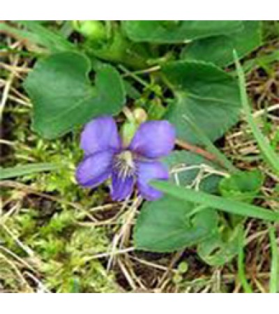 Violet Leaf Absolute