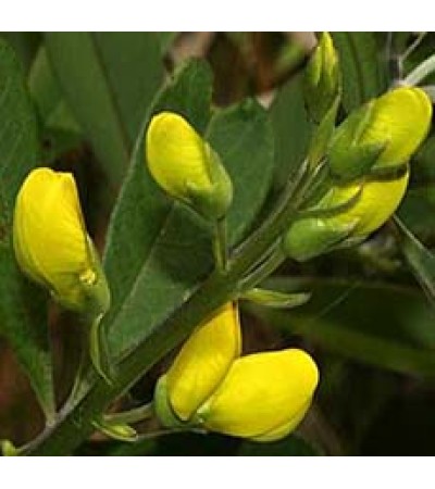 WILD INDIGO ROOT