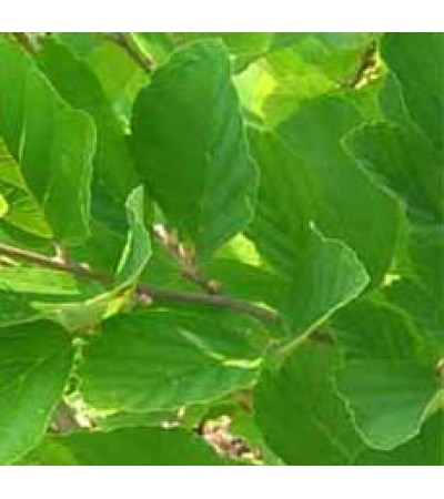WITCH HAZEL LEAVES