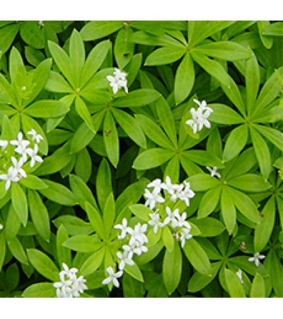 WOODRUFF HERB