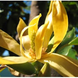 Linan Spray Ylang Ylang