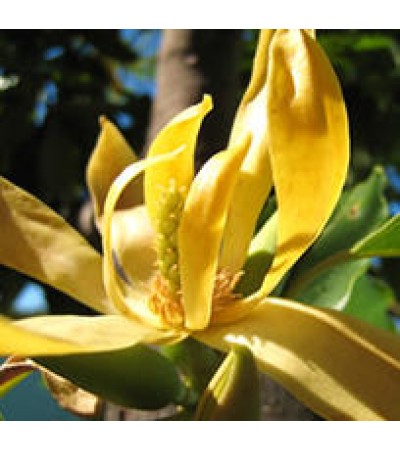 Linan Spray Ylang Ylang